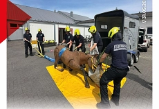Seminar_Großtierrettung_Pferd.jpg Auf dem Bild ist zu sehen, wie mehrere Feuerwehrkameraden ein Übungs-Pferd mit Leinen und Spanngurten fixieren